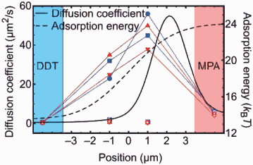 Polymer diffusion coefficients across the surface gradient.